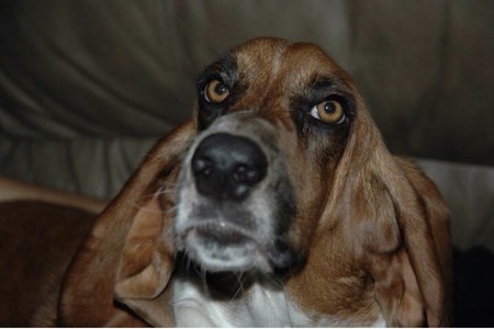 Entry image for Droopy. Clicking this image will show a larger photo
