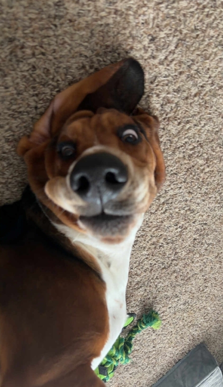 Entry image for Cooper. Clicking this image will show a larger photo