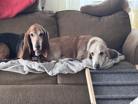 Entry image for Brutus & Bucky. Clicking this image will show a larger photo