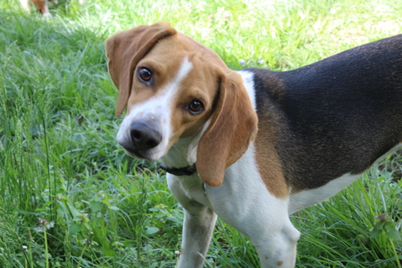 Entry image for Jasper. Clicking this image will show a larger photo