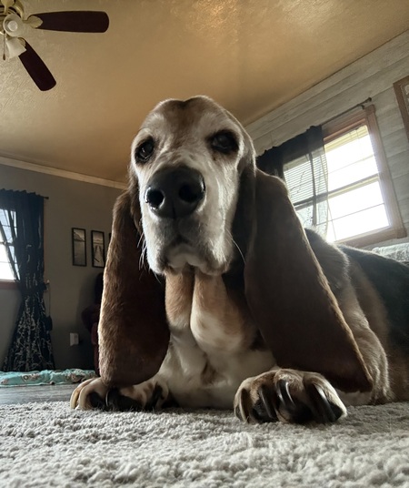 Entry image for Duke. Clicking this image will show a larger photo