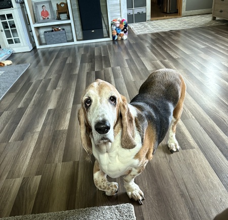 Entry image for Ralph. Clicking this image will show a larger photo