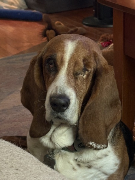 Entry image for Jill (Beanie). Clicking this image will show a larger photo