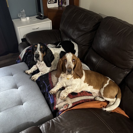 Entry image for Barley and Larry. Clicking this image will show a larger photo