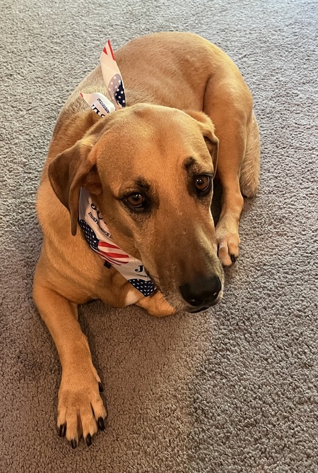 Entry image for Sadie II. Clicking this image will show a larger photo
