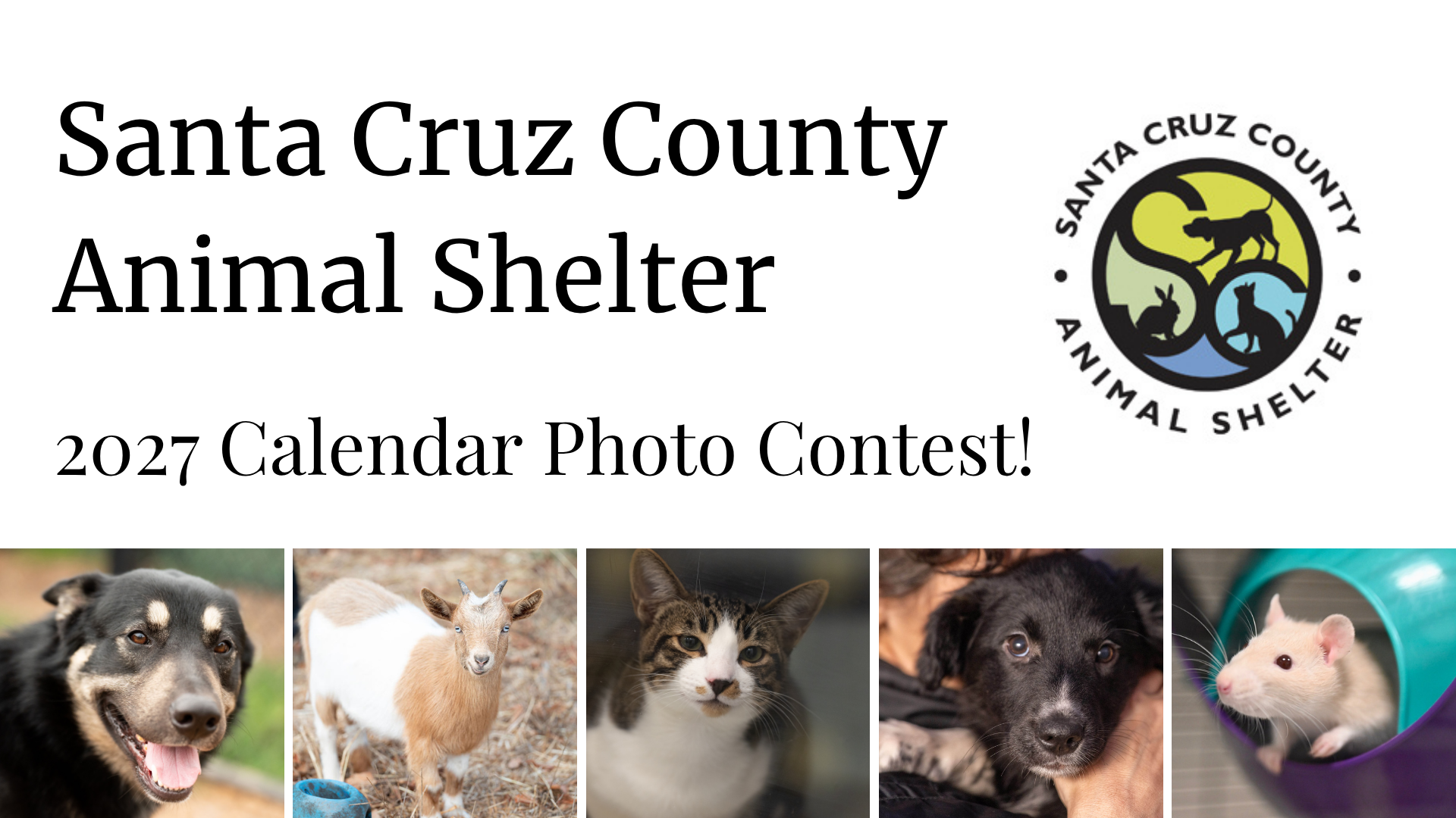 Banner for Santa Cruz County Animal Shelter Calendar Contest