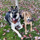 Entry image for Thor and Roxy