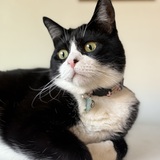 Entry image for Frankie 