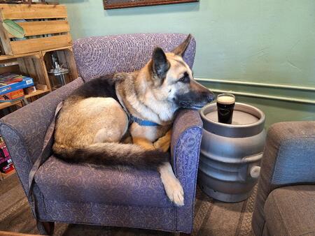 Entry image for Sadie. Clicking this image will show a larger photo