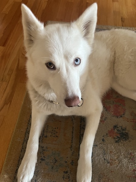 Entry image for Sugar. Clicking this image will show a larger photo