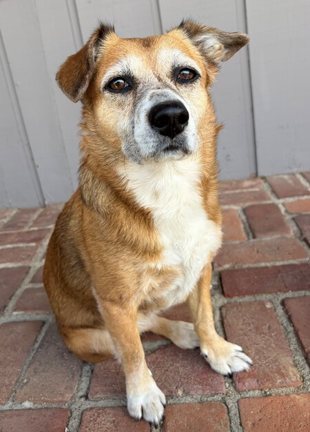 Entry image for Lucy. Clicking this image will show a larger photo