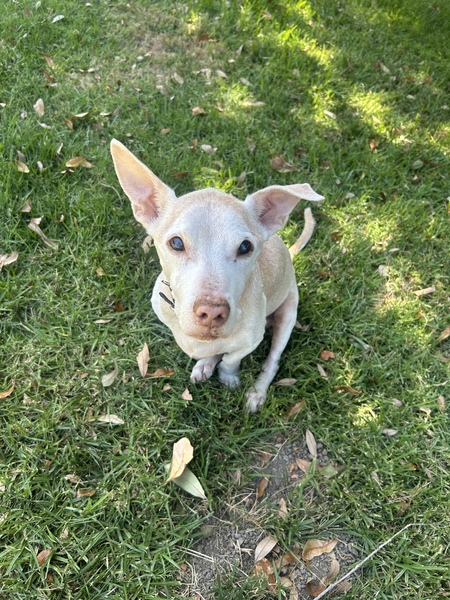 Entry image for Rocky . Clicking this image will show a larger photo