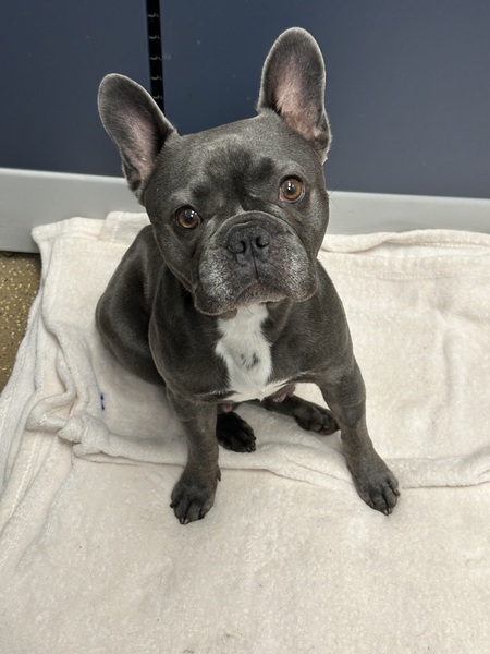 Entry image for Penny. Clicking this image will show a larger photo