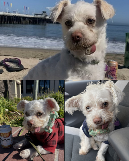 Entry image for Mochi. Clicking this image will show a larger photo