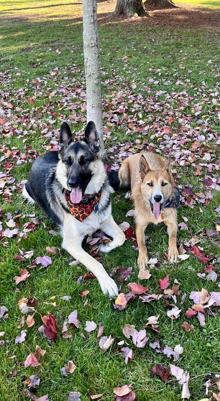 Entry image for Thor and Roxy. Clicking this image will show a larger photo