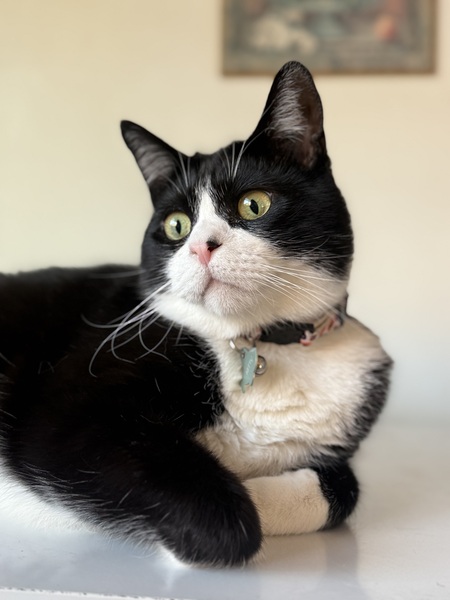 Entry image for Frankie . Clicking this image will show a larger photo