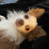 Entry image for Chico