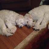 Entry image for Marley and Maisy