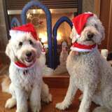 Entry image for Marley and Maisy wait for Santa