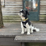 Entry image for Charlie