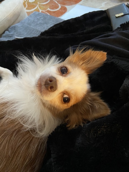 Entry image for Chico. Clicking this image will show a larger photo