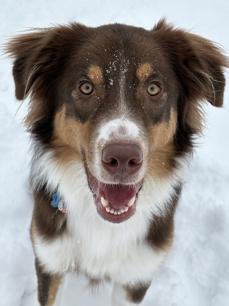 Entry image for Rory. Clicking this image will show a larger photo
