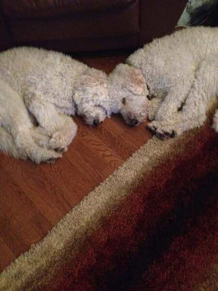 Entry image for Marley and Maisy. Clicking this image will show a larger photo