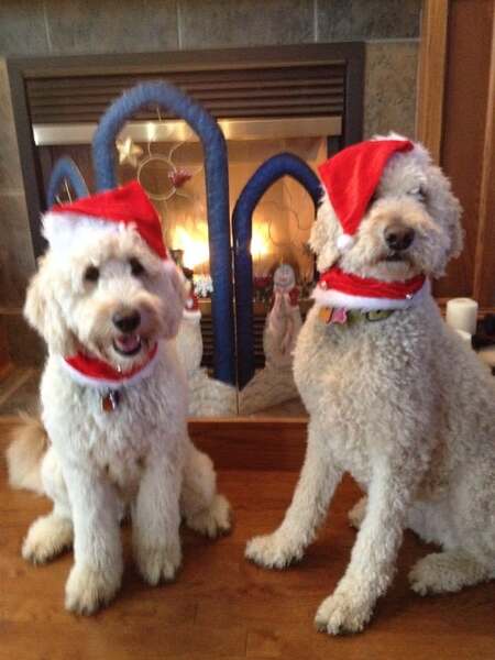 Entry image for Marley and Maisy wait for Santa. Clicking this image will show a larger photo