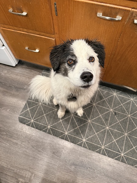 Entry image for Rocky. Clicking this image will show a larger photo