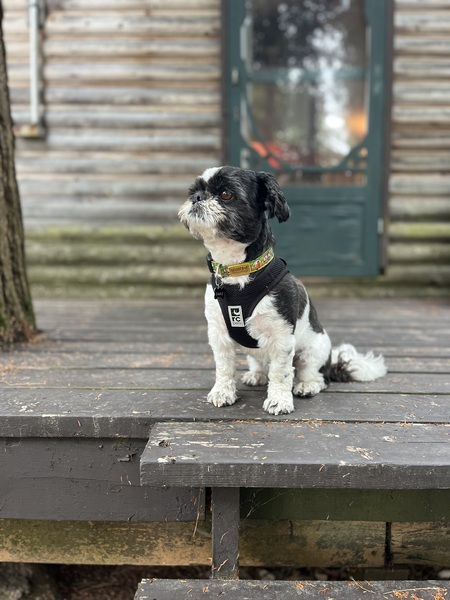 Entry image for Charlie. Clicking this image will show a larger photo
