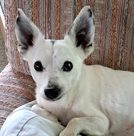 Entry image for Ollie. Clicking this image will show a larger photo