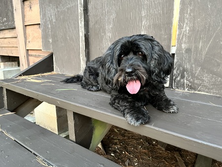 Entry image for Nala. Clicking this image will show a larger photo