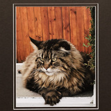 Entry image for Vickie Warner, Oh, it's a Bird 