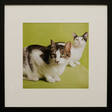 Entry image for Raphye Alexius, Meow Sus