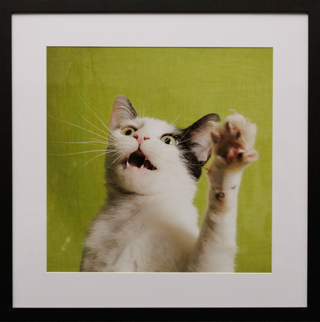 Entry image for Raphye Alexius, High Five, Lennox!. Clicking this image will show a larger photo