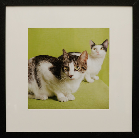 Entry image for Raphye Alexius, Meow Sus. Clicking this image will show a larger photo