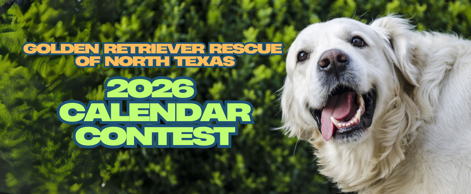 Banner for 2027 Golden Retriever Rescue of North Texas Calendar Contest