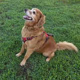 Entry image for Throw the ball PLEASE!