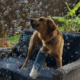 Entry image for Brave Baxter