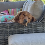 Entry image for Barkley