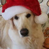 Entry image for Sasha
