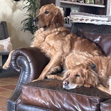 Entry image for Murphy and Duke