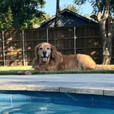 Entry image for Poncho's Backyard 
