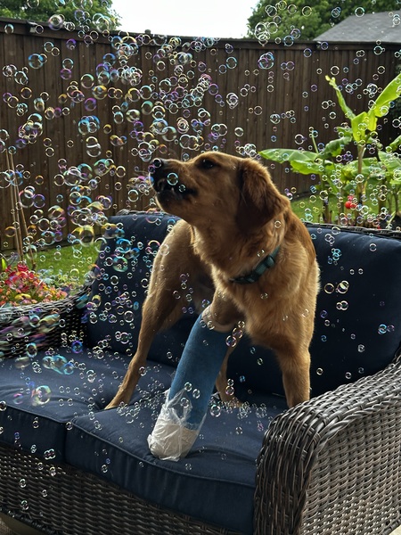 Entry image for Brave Baxter. Clicking this image will show a larger photo