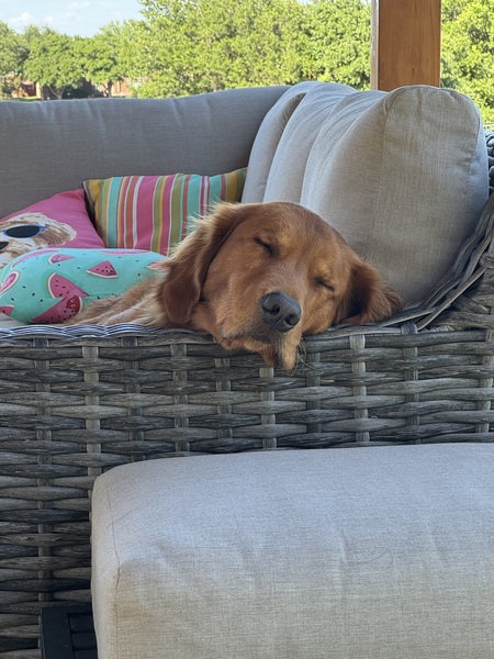 Entry image for Barkley. Clicking this image will show a larger photo