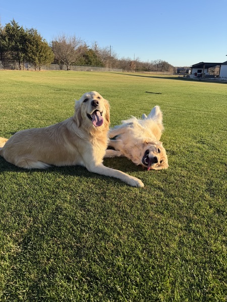 Entry image for Gracie & Kara . Clicking this image will show a larger photo