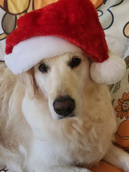 Entry image for Sasha. Clicking this image will show a larger photo