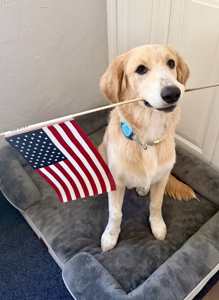 Entry image for Sonny. Clicking this image will show a larger photo