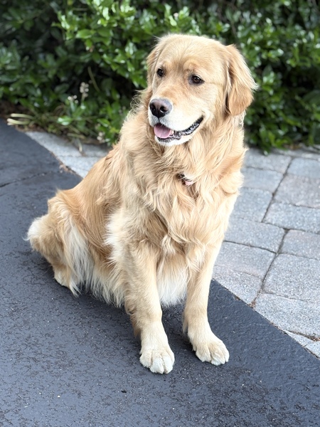Entry image for Sophie . Clicking this image will show a larger photo