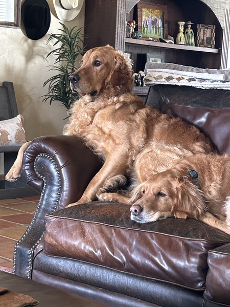 Entry image for Murphy and Duke. Clicking this image will show a larger photo